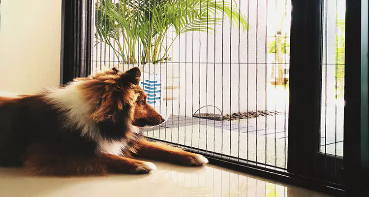 Sliding Screen Pet Door Repair in Ensley, FL
