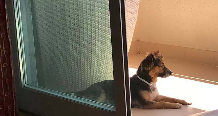 French Door Pet Screen Repair in Ensley, FL